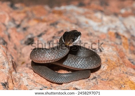 A beautiful red-lipped herald snake (Crotaphopeltis hotamboeia), also called a herald snake, displaying its signature defensiveness  Royalty-Free Stock Photo #2458297071