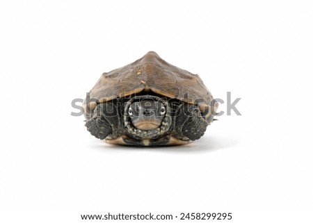 Cynemis turtle closeup on whitee background, Closeup face of cynemis turtle