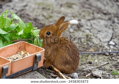 Close-up of brown baby Sachsengold rabbit eating leaves from branch at outdoor enclosure on a spring afternoon at garden plot of Swiss City of Zürich. Photo taken May 5th, 2024, Zurich, Switzerland.