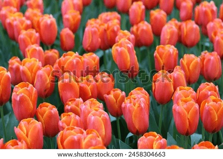 Close up of orange tulips tinged with golden yellow Royalty-Free Stock Photo #2458304663