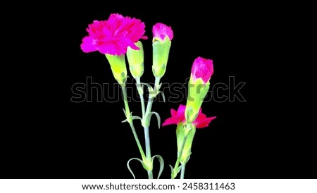 The pink flowers, with their green stems, are in full bloom, adding a vibrant touch to the otherwise dark background. Royalty-Free Stock Photo #2458311463