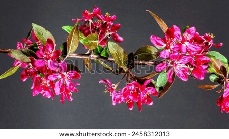 The pink flowers, with their unique petals and sepals, are in full bloom, adding a vibrant touch to the otherwise dark background. Royalty-Free Stock Photo #2458312013