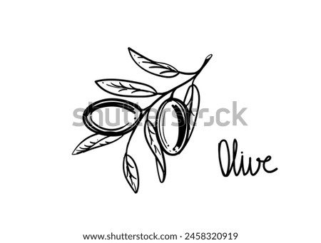 Hand drawn sketch black and white illustration of olive plant, branch, leaf. Vector illustration. Elements in graphic style label, sticker, menu, package. Engraved style illustration.