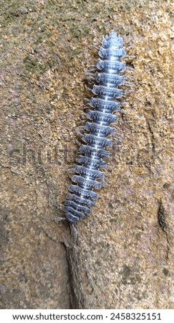 A polydesmida is crawling on the rocky ground Royalty-Free Stock Photo #2458325151