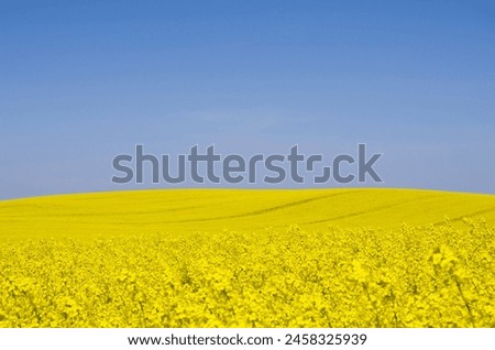 Landscape of a field of yellow rape or canola flowers, grown for the rapeseed oil crop.
