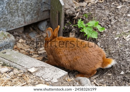Close-up of brown adult mother rabbit from breed Sachsengold at outdoor enclosure at garden plot at Swiss City of Zürich on a spring day. Photo taken May 5th, 2024, Zurich, Switzerland.