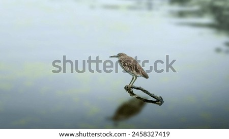 Indian pond heron or paddybird (Ardeola grayii) is a small heron. It is of Old World origins, breeding in southern Iran and east to the Indian subcontinent, Burma, and Sri Lanka.