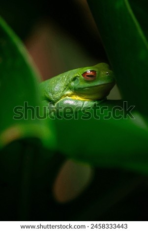 Red-Eyed Amazon Tree Frog on Large Palm LeafRed-Eyed Amazon Tree Frog,Red-Eyed Amazon Tree Frog
