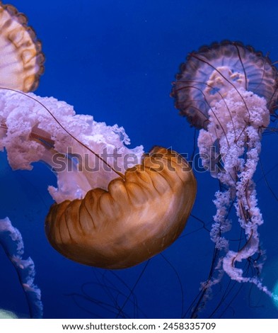 photo of giant underwater jellyfish 