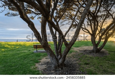 Pohutukawa trees at sunrise. Unrecognizable people and birds playing on the beach. Auckland. Royalty-Free Stock Photo #2458335885