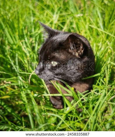 A black cat sitting among long green grass.