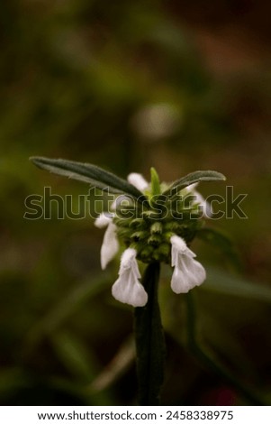 Close-up of a Leucas white flower with green leaves on blurred background. Medicinal ayurvedic plant
