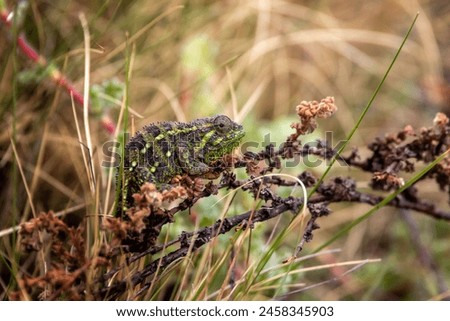 Aberdare Dwarf Chameleon kenya endemic reptile Royalty-Free Stock Photo #2458345903