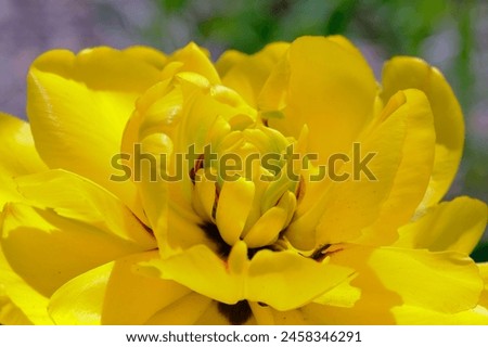 Closeup of blooming double early tulip Royalty-Free Stock Photo #2458346291