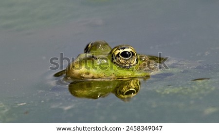 Pelophylax ridibundus aka European marsh frog on the surface of the lake.  Royalty-Free Stock Photo #2458349047