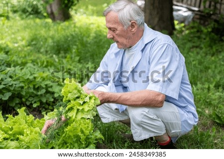 Mature man in casual attire tending to garden vegetables, with a hint of domestic life in the distance. Captures the essence of peaceful rural living. High quality photo