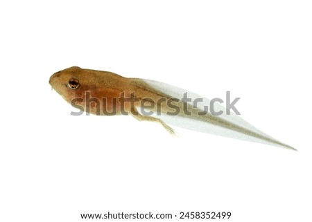 Reed frog tadpole with hind legs in the process of metamorphosis, Heterixalus alboguttatus "Starry night reed frog" isolated on white background