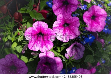a beautiful, colorful picture of flowers