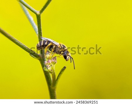 Honey bees include about seven species of bees in the genus Apis, out of about 20,000 species in existence. Royalty-Free Stock Photo #2458369251