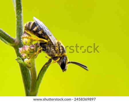 Honey bees include about seven species of bees in the genus Apis, out of about 20,000 species in existence. Royalty-Free Stock Photo #2458369897