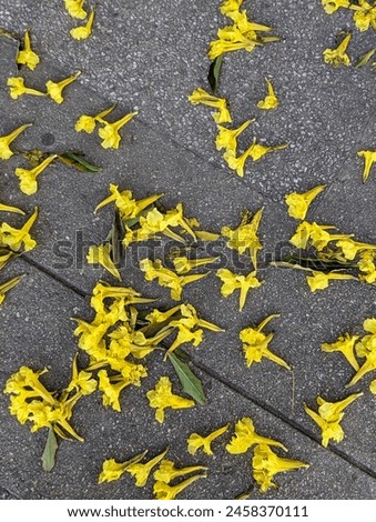 Yellow poui flowers falling from a poui tree in Trinidad and Tobago.