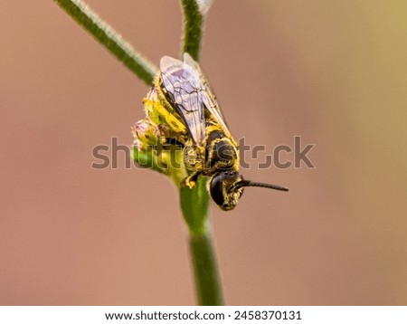 Honey bees include about seven species of bees in the genus Apis, out of about 20,000 species in existence. Royalty-Free Stock Photo #2458370131