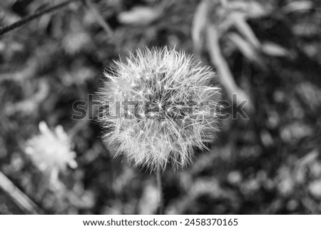 Beautiful wild growing flower seed dandelion on background meadow, photo consisting from wild growing flower seed dandelion to grass meadow, wild growing flower seed dandelion at meadow countryside Royalty-Free Stock Photo #2458370165