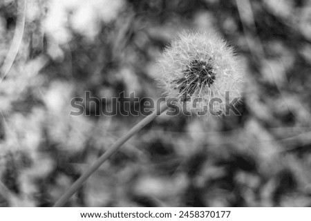 Beautiful wild growing flower seed dandelion on background meadow, photo consisting from wild growing flower seed dandelion to grass meadow, wild growing flower seed dandelion at meadow countryside Royalty-Free Stock Photo #2458370177
