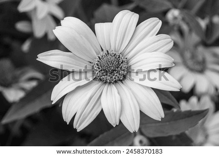 Fine wild growing flower aster false sunflower on background meadow, photo consisting from wild growing flower aster false sunflower to grass meadow, wild growing flower aster false sunflower meadow Royalty-Free Stock Photo #2458370183