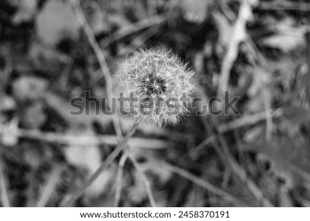 Beautiful wild growing flower seed dandelion on background meadow, photo consisting from wild growing flower seed dandelion to grass meadow, wild growing flower seed dandelion at meadow countryside Royalty-Free Stock Photo #2458370191