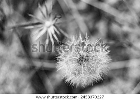 Beautiful wild growing flower seed dandelion on background meadow, photo consisting from wild growing flower seed dandelion to grass meadow, wild growing flower seed dandelion at meadow countryside Royalty-Free Stock Photo #2458370227