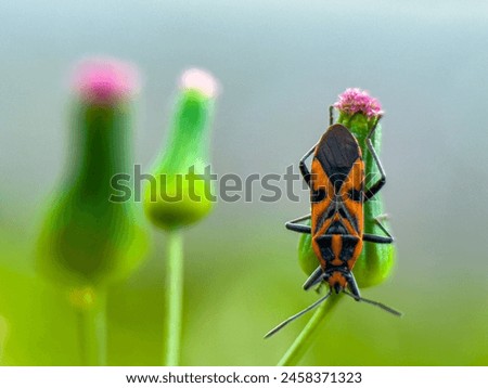 Pyrrhocoridae is a family of insects with more than 300 species worldwide Royalty-Free Stock Photo #2458371323