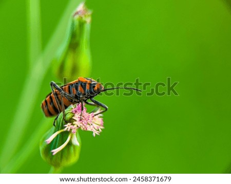 Pyrrhocoridae is a family of insects with more than 300 species worldwide Royalty-Free Stock Photo #2458371679