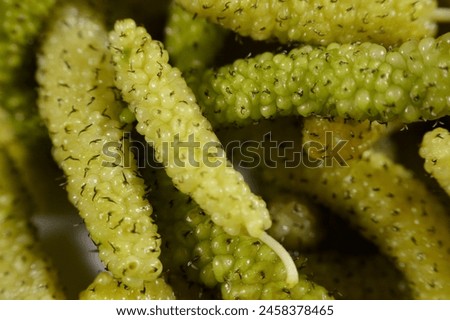 White Shahtoot Mulberry fruits, Long Morus nigra or alba edible fruit, Called also toot, superior mulberries, Morus is a genus of 10–16 species of trees, native to warm regions of Asia and Africa Royalty-Free Stock Photo #2458378465