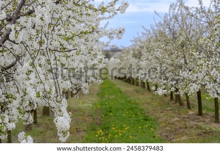 A blooming cherry orchard on a hillside. April afternoon in a cherry orchard decorated with a wave of white flowers "despising death" (bushido).  Royalty-Free Stock Photo #2458379483