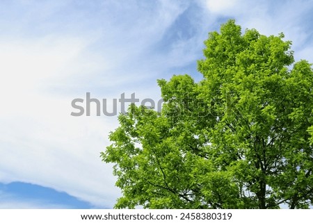 Oak tree with green foliage and blue sky background. HDR view of an oak treetop in spring. Environmental protection and forest natural regeneration themed images. Royalty-Free Stock Photo #2458380319