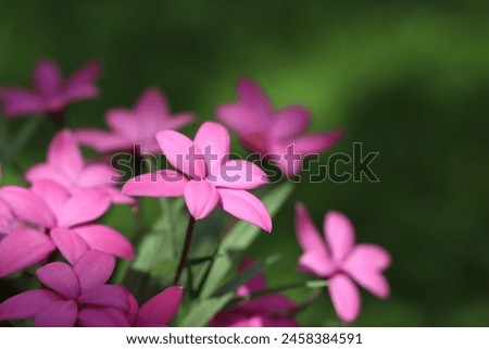 Close-up view of pink sunlit rhodohypoxis flowers with selective focus against dark green shady and blurred background, copy space