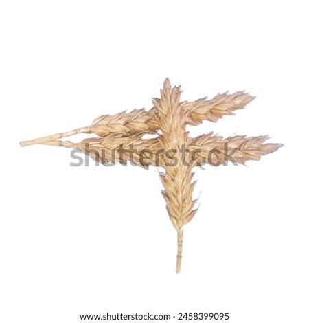 wheat isolated on white background, wheat picture wheat photo, wheat
