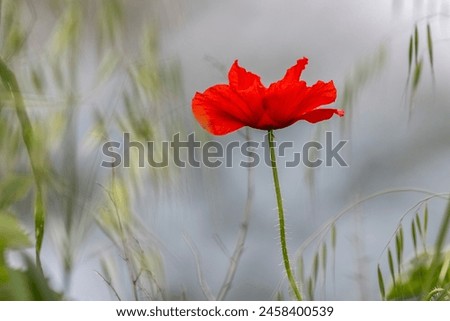 poppy flower in a field in springtime