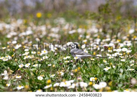 White wagtail (Motacilla alba) among green grass and daisies. Animal. Migratory birds began to fly to warm countries. Ornithology. White wagtail on meadow. No people, nobody. Horizontal photo.  Royalty-Free Stock Photo #2458403823