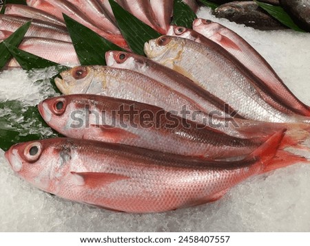 Fresh red snapper fish on icy market stall