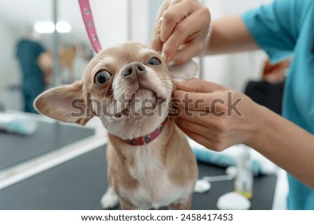 Animal groomer cleaning the ears of a small dog