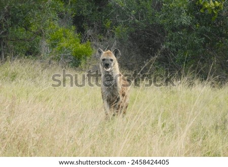 Hyena running in the Sabi Sands Game Reserve, South Africa