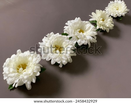 White chrysanthemum flowers are so elegant and beautiful, showing purity and sincerity.