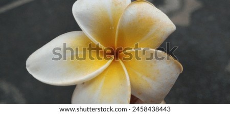 Frangipani is a group of plants in the genus Plumeria. The shape is a small tree with sparse but thick leaves. The fragrant flowers are very distinctive, with a white to purplish red crown,  Royalty-Free Stock Photo #2458438443