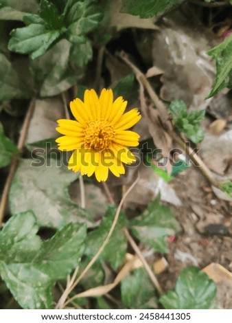 A beautiful colorful mini sunflower 