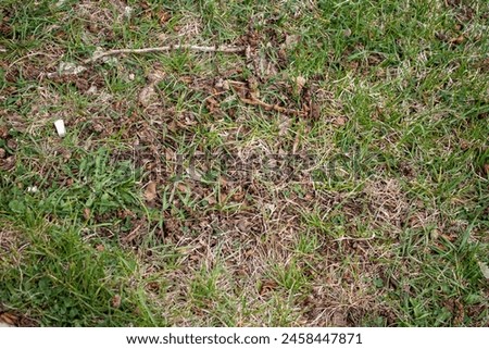 Photo of a green lawn covered by dry, gray and slightly dirty tree branches