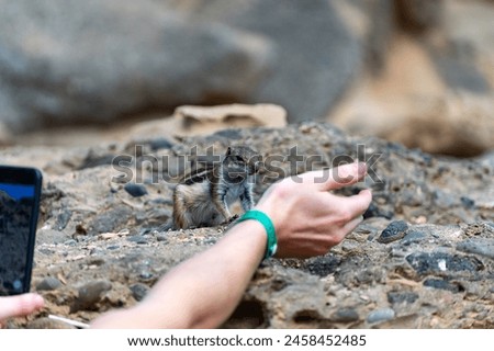 Chipmunk or barbary ground squirrel animal sits on dark lava stones in sun lights on Fuerteventura, Canary Islands, Spain in winter