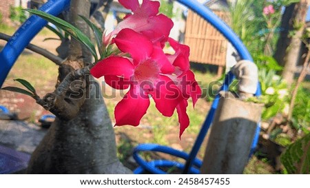 Close Up of Red Adenium flowers with a slightly faded background. Monday, 06 May 2024, East Java, Indonesia.