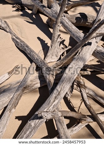 Drift woods scattered on the beach